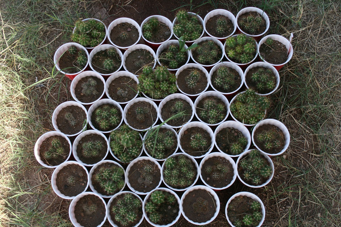 Terscheckii Seedlings in Cups