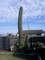 Pasacana cactus 4 sale Melbourne[1]   Copy