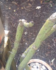 unknown succulent 1 - close up