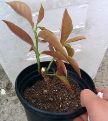 Pereskia Aculeata 'Godseffiana' 2