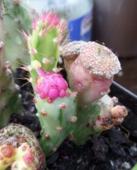 A different form of Opuntia monacantha variegata ?