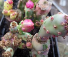 A different form of Opuntia monacantha variegata ?