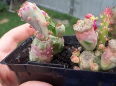 A different form of Opuntia monacantha variegata ?