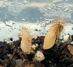 albino monstronse cereus