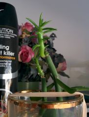 Austrocylindropuntia subulata monstrose scion on pereskiopsis