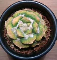 Variegated Ariocarpus