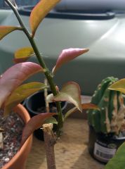 Pereskia Aculeata 'Godseffiana'