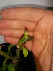 Pereskia Graft