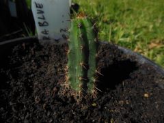 luther burbank x ss02