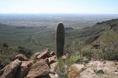 Saguaro near the top of Usery Mountan
