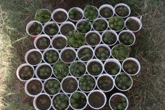 Terscheckii Seedlings in Cups