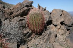 Barrel Cactus near top of Usery Peak