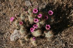 Hedge Hog Cactus in flower