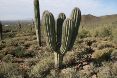 Damaged Saguaro Cactus
