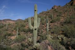 Usery Mountain Saguaros - East of Phoenix