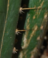 Long Spines on Old Growth PC type pachanoi