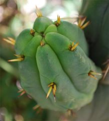 Seed Grown bridgesii by Ferret