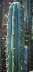 T. bridgesii x Luther Burbank