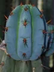 Seed grown pedro