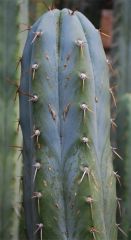 seed grown pedro flat spines