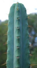 Cactusland bridgesii