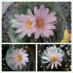 Lophophora, flowering.