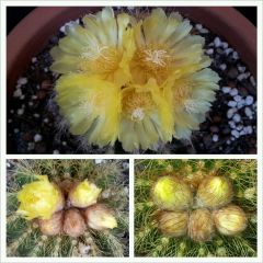 notocactus