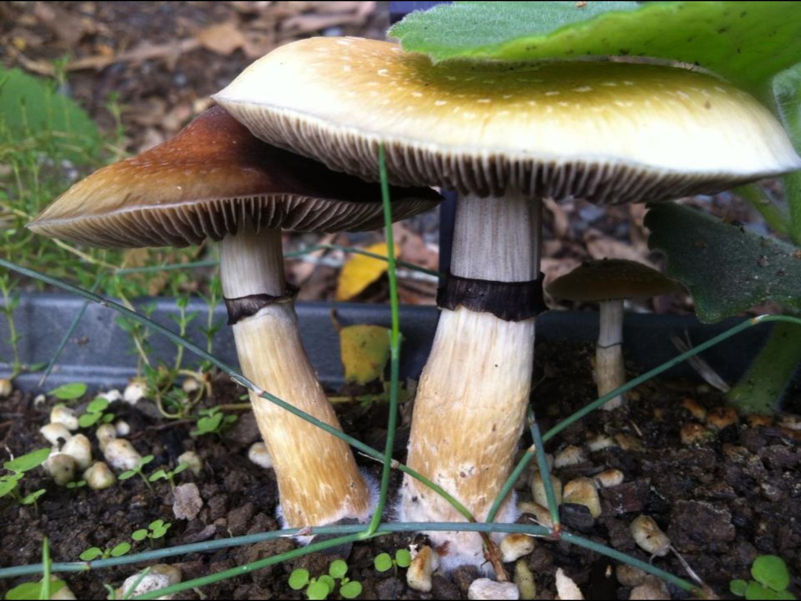 Outdoor Garden Psilicybe Mushrooms