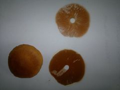 Orange woodlover spore print for ID