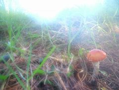 Amanita muscaria