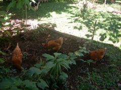 Chooks