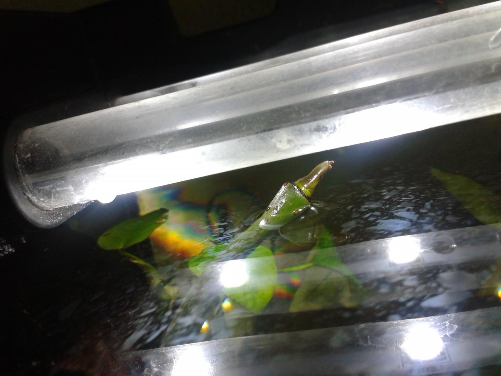 Freedom at last Island