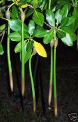 Rhizophora mangle - Exeter