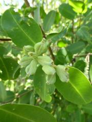 Laguncularia racemosa - White mangrove - Guadeloupe