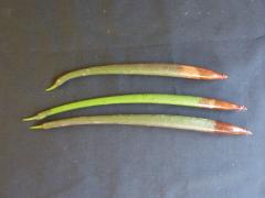 Rhizophora mangle - Red mangrove - Guadeloupe