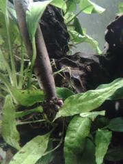 Rhizophora mangle exeter 2016-04-2722.52.21.jpg