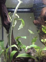 Rhizophora mangle exeter 2016-04-2722.52.36.jpg