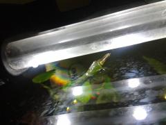 Rhizophora mangle exeter 2016-04-2722.52.55.jpg