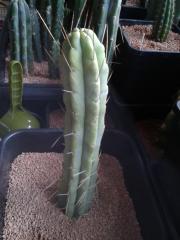 Trichocereus bridgesii 'Eileen'