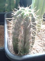 Trichocereus peruvianus 'Luther Burbank'