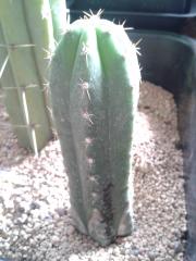 Trichocereus pachanoi/sp. 'Torres & Torres