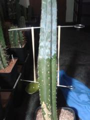 Sawn-Off Bbq Skewer Grafting Repair Of Trichocereus pachanoi 'Ralphador' first graft by my daughter :3
