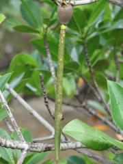 Rhizophora mucronata propagule -Thailand