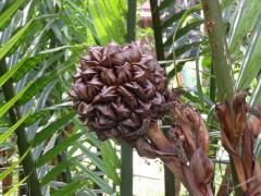 Nypa fruticans seed Wurmb, Nypa, Atap palm, Nipa palm, Mangrove palm -Thailand