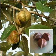 Heritiera littoralis Looking-glass Mangrove Beach Tulip Oak seeds - Thailand