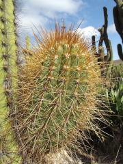 T. terscheckii 'Orange Spine'