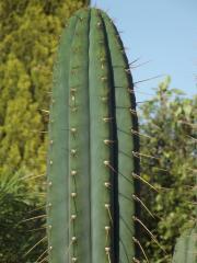 Trichocereus 'Tripsis #2'