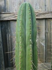 Trichocereus. 'Hebrew'