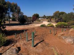 Cactus Garden, just planted.