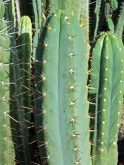 Trichocereus. 'TA03'